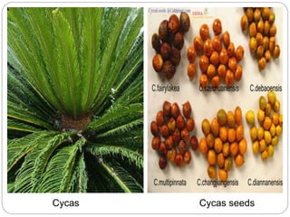 Cycas Cycas seeds
