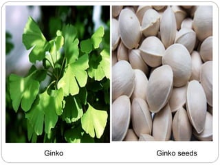 Ginko Ginko seeds