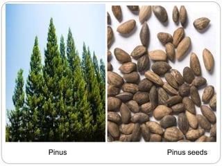 Pinus Pinus seeds