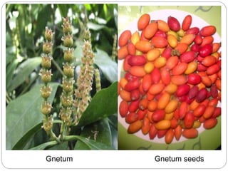 Gnetum Gnetum seeds