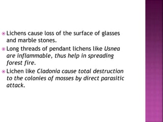 ECONOMIC IMPORTANCE OF LICHENS (NEW).pptx