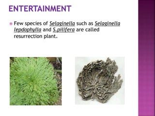  Few species of Selaginella such as Selaginella
lepdophylla and S.pilifera are called
resurrection plant.
 