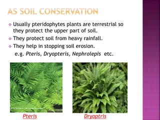  Usually pteridophytes plants are terrestrial so
they protect the upper part of soil.
 They protect soil from heavy rainfall.
 They help in stopping soil erosion.
e.g. Pteris, Dryopteris, Nephrolepis etc.
Pteris Dryoptris
 