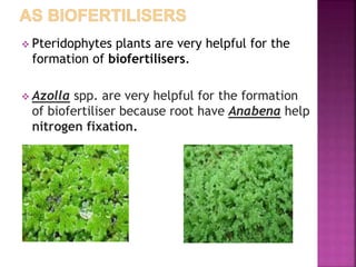  Pteridophytes plants are very helpful for the
formation of biofertilisers.
 Azolla spp. are very helpful for the formation
of biofertiliser because root have Anabena help
nitrogen fixation.
 