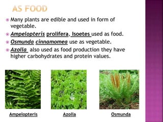  Many plants are edible and used in form of
vegetable.
 Ampelopteris prolifera, Isoetes used as food.
 Osmunda cinnamomea use as vegetable.
 Azolla also used as food production they have
higher carbohydrates and protein values.
Ampelopteris Azolla Osmunda
 