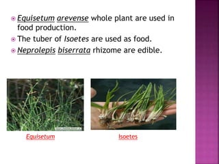 Equisetum arevense whole plant are used in
food production.
 The tuber of Isoetes are used as food.
 Neprolepis biserrata rhizome are edible.
IsoetesEquisetum
 