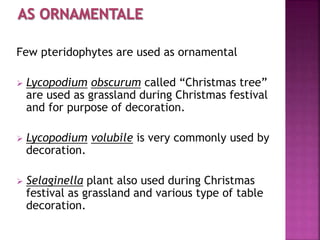 Few pteridophytes are used as ornamental
 Lycopodium obscurum called “Christmas tree”
are used as grassland during Christmas festival
and for purpose of decoration.
 Lycopodium volubile is very commonly used by
decoration.
 Selaginella plant also used during Christmas
festival as grassland and various type of table
decoration.
 