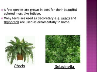  A few species are grown in pots for their beautiful
colored moss like foliage.
 Many ferns are used as decoretary e.g. Pteris and
Dryopteris are used as ornamentally in home.
SelaginellaPteris
 