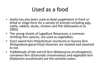 Used as a food
• Azolla has also been used as food supplement in fresh or
dried or silage form for a variety of animals including pigs,
cattle, rabbits, ducks, chicken and fish (Ahluwalia et al,
2002).
• The young shoots of Lygodium flexuosum, a common
climbing fern species, are used as vegetables.
• Erect sword fern (Polystichum munitum) or licorice fern
(Polypodium glycyrrhiza) rhizomes are roasted and steamed
to eat.
• Fiddleheads of the ostrich fern (Matteuccia struthiopteris),
cinnamon fern (Osmunda cinnamomea) and vegetable fern
(Diplazium esculentum) are the varieties eaten.
 