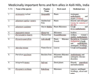 Medicinally important ferns and fern allies in Kolli Hills, India
 