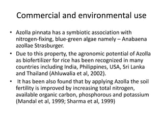 Commercial and environmental use
• Azolla pinnata has a symbiotic association with
nitrogen-fixing, blue-green algae namely – Anabaena
azollae Strasburger.
• Due to this property, the agronomic potential of Azolla
as biofertilizer for rice has been recognized in many
countries including India, Philippines, USA, Sri Lanka
and Thailand (Ahluwalia et al, 2002).
• It has been also found that by applying Azolla the soil
fertility is improved by increasing total nitrogen,
available organic carbon, phosphorous and potassium
(Mandal et al, 1999; Sharma et al, 1999)
 
