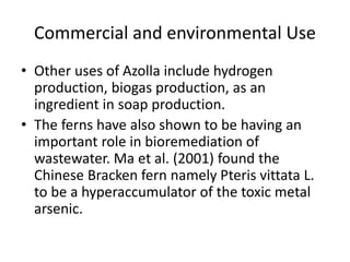 Commercial and environmental Use
• Other uses of Azolla include hydrogen
production, biogas production, as an
ingredient in soap production.
• The ferns have also shown to be having an
important role in bioremediation of
wastewater. Ma et al. (2001) found the
Chinese Bracken fern namely Pteris vittata L.
to be a hyperaccumulator of the toxic metal
arsenic.
 
