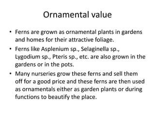Ornamental value
• Ferns are grown as ornamental plants in gardens
and homes for their attractive foliage.
• Ferns like Asplenium sp., Selaginella sp.,
Lygodium sp., Pteris sp., etc. are also grown in the
gardens or in the pots.
• Many nurseries grow these ferns and sell them
off for a good price and these ferns are then used
as ornamentals either as garden plants or during
functions to beautify the place.
 