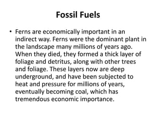 Fossil Fuels
• Ferns are economically important in an
indirect way. Ferns were the dominant plant in
the landscape many millions of years ago.
When they died, they formed a thick layer of
foliage and detritus, along with other trees
and foliage. These layers now are deep
underground, and have been subjected to
heat and pressure for millions of years,
eventually becoming coal, which has
tremendous economic importance.
 