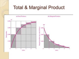 Total & Marginal Product

 