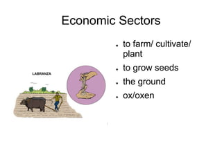Economic Sectors
● to farm/ cultivate/
plant
● to grow seeds
● the ground
● ox/oxen
 