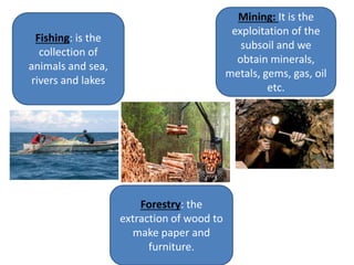 Fishing: is the
collection of
animals and sea,
rivers and lakes
Mining: It is the
exploitation of the
subsoil and we
obtain minerals,
metals, gems, gas, oil
etc.
Forestry: the
extraction of wood to
make paper and
furniture.
