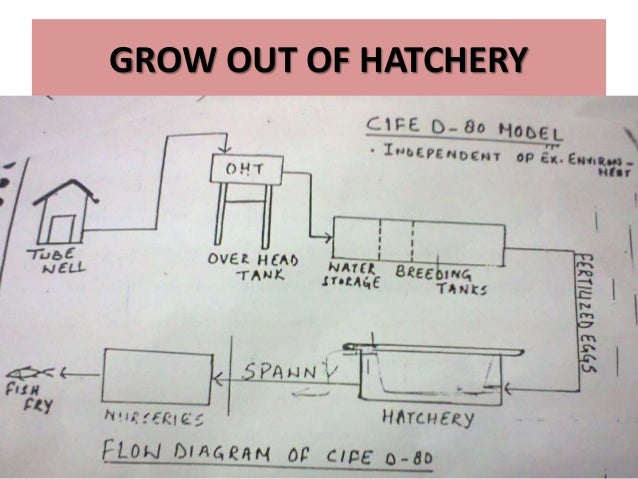 Economics of fish hatcheries and grow out