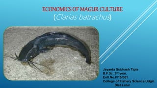 ECONOMICS OF MAGUR CULTURE
(Clarias batrachus)
Jayanta Subhash Tiple
B.F.Sc. 3rd year.
Enll.No.F/15/061
College of Fishery Science,Udgir.
Dist.Latur
 