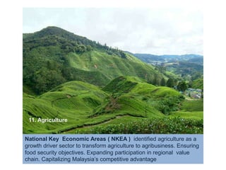 11. AgricultureNational Key  Economic Areas ( NKEA )  identified agriculture as a growth driver sector to transform agriculture to agribusiness. Ensuring food security objectives. Expanding participation in regional  value chain. Capitalizing Malaysia’s competitive advantageIs  JOY