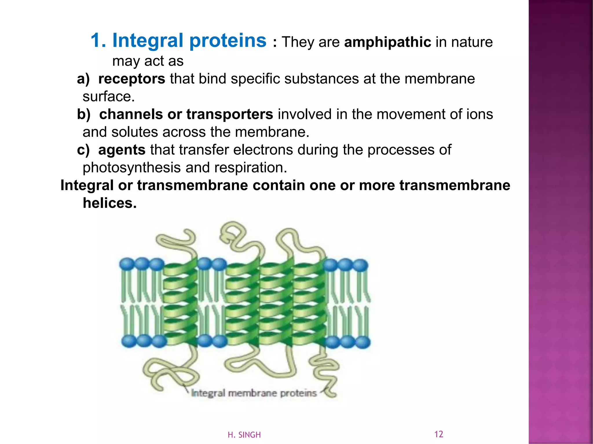1. Integral proteins : They are amphipathic in nature
may act as
a) receptors that bind specific substances at the membrane
surface.
b) channels or transporters involved in the movement of ions
and solutes across the membrane.
c) agents that transfer electrons during the processes of
photosynthesis and respiration.
Integral or transmembrane contain one or more transmembrane
helices.
12H. SINGH
 