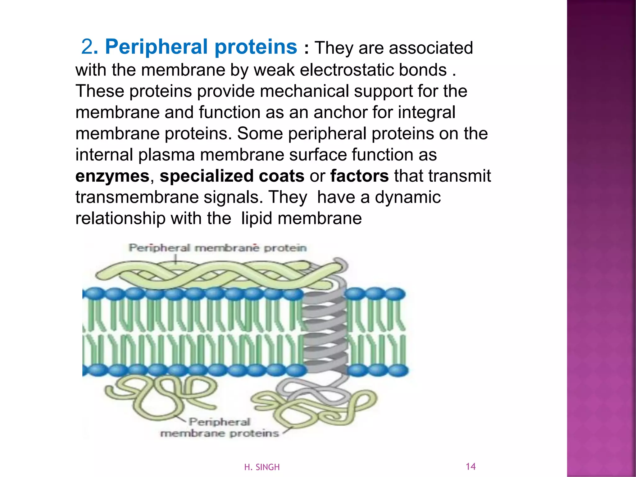 2. Peripheral proteins : They are associated
with the membrane by weak electrostatic bonds .
These proteins provide mechanical support for the
membrane and function as an anchor for integral
membrane proteins. Some peripheral proteins on the
internal plasma membrane surface function as
enzymes, specialized coats or factors that transmit
transmembrane signals. They have a dynamic
relationship with the lipid membrane
14H. SINGH
 