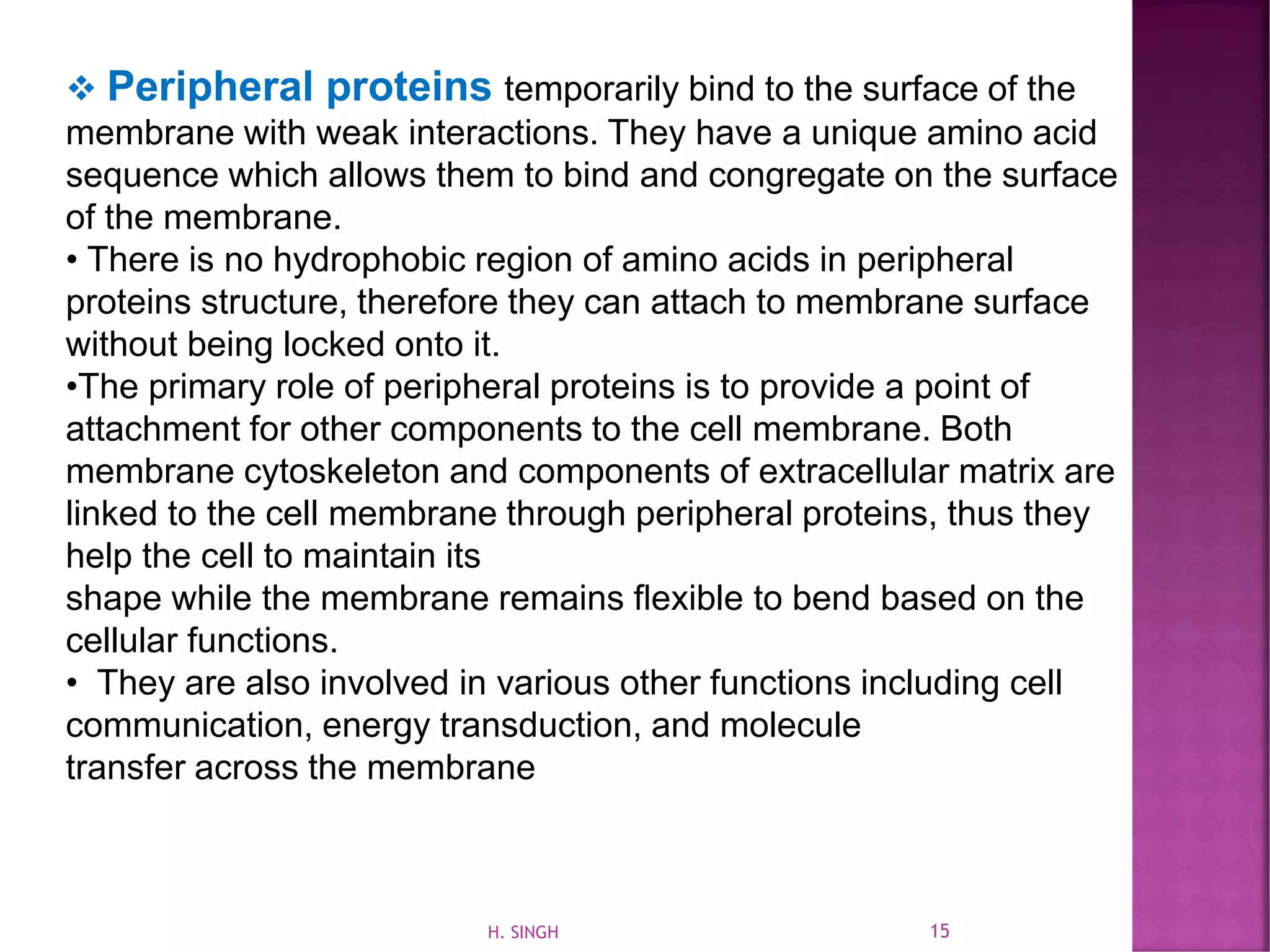 ❖ Peripheral proteins temporarily bind to the surface of the
membrane with weak interactions. They have a unique amino acid
sequence which allows them to bind and congregate on the surface
of the membrane.
• There is no hydrophobic region of amino acids in peripheral
proteins structure, therefore they can attach to membrane surface
without being locked onto it.
•The primary role of peripheral proteins is to provide a point of
attachment for other components to the cell membrane. Both
membrane cytoskeleton and components of extracellular matrix are
linked to the cell membrane through peripheral proteins, thus they
help the cell to maintain its
shape while the membrane remains ﬂexible to bend based on the
cellular functions.
• They are also involved in various other functions including cell
communication, energy transduction, and molecule
transfer across the membrane
15H. SINGH
 