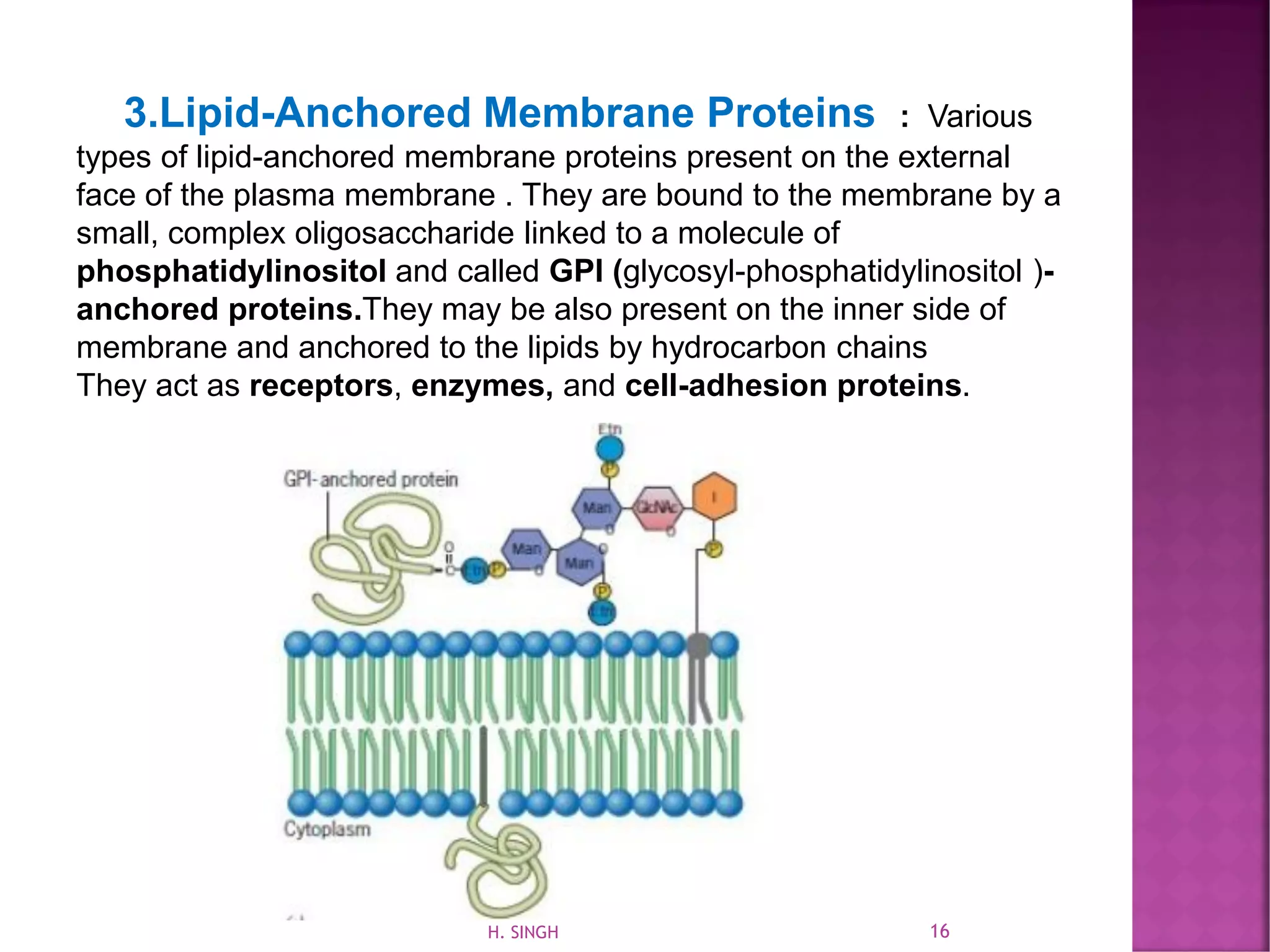 3.Lipid-Anchored Membrane Proteins : Various
types of lipid-anchored membrane proteins present on the external
face of the plasma membrane . They are bound to the membrane by a
small, complex oligosaccharide linked to a molecule of
phosphatidylinositol and called GPI (glycosyl-phosphatidylinositol )-
anchored proteins.They may be also present on the inner side of
membrane and anchored to the lipids by hydrocarbon chains
They act as receptors, enzymes, and cell-adhesion proteins.
16H. SINGH
 