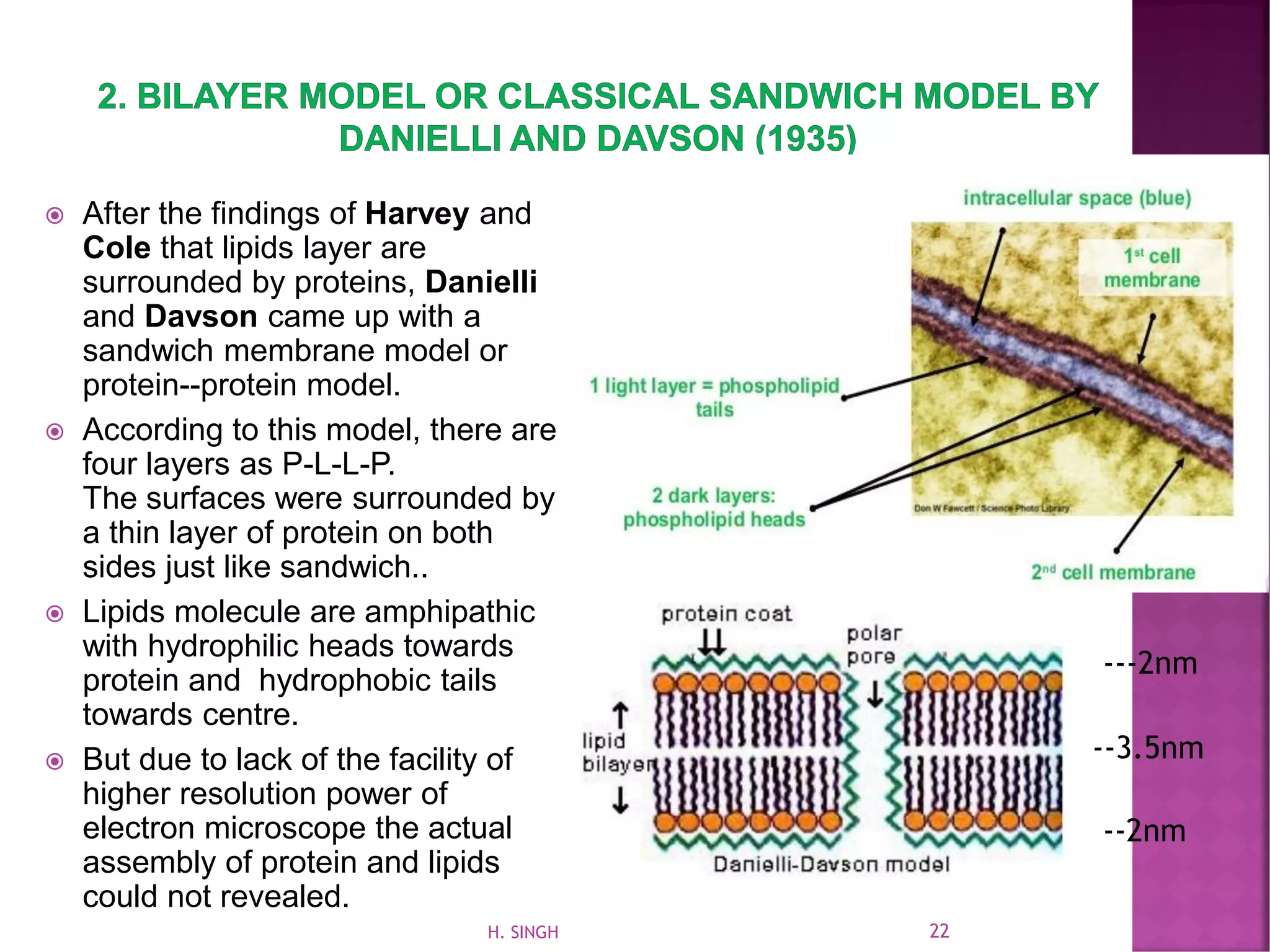  After the findings of Harvey and
Cole that lipids layer are
surrounded by proteins, Danielli
and Davson came up with a
sandwich membrane model or
protein--protein model.
 According to this model, there are
four layers as P-L-L-P.
The surfaces were surrounded by
a thin layer of protein on both
sides just like sandwich..
 Lipids molecule are amphipathic
with hydrophilic heads towards
protein and hydrophobic tails
towards centre.
 But due to lack of the facility of
higher resolution power of
electron microscope the actual
assembly of protein and lipids
could not revealed.
---2nm
--3.5nm
--2nm
22H. SINGH
 