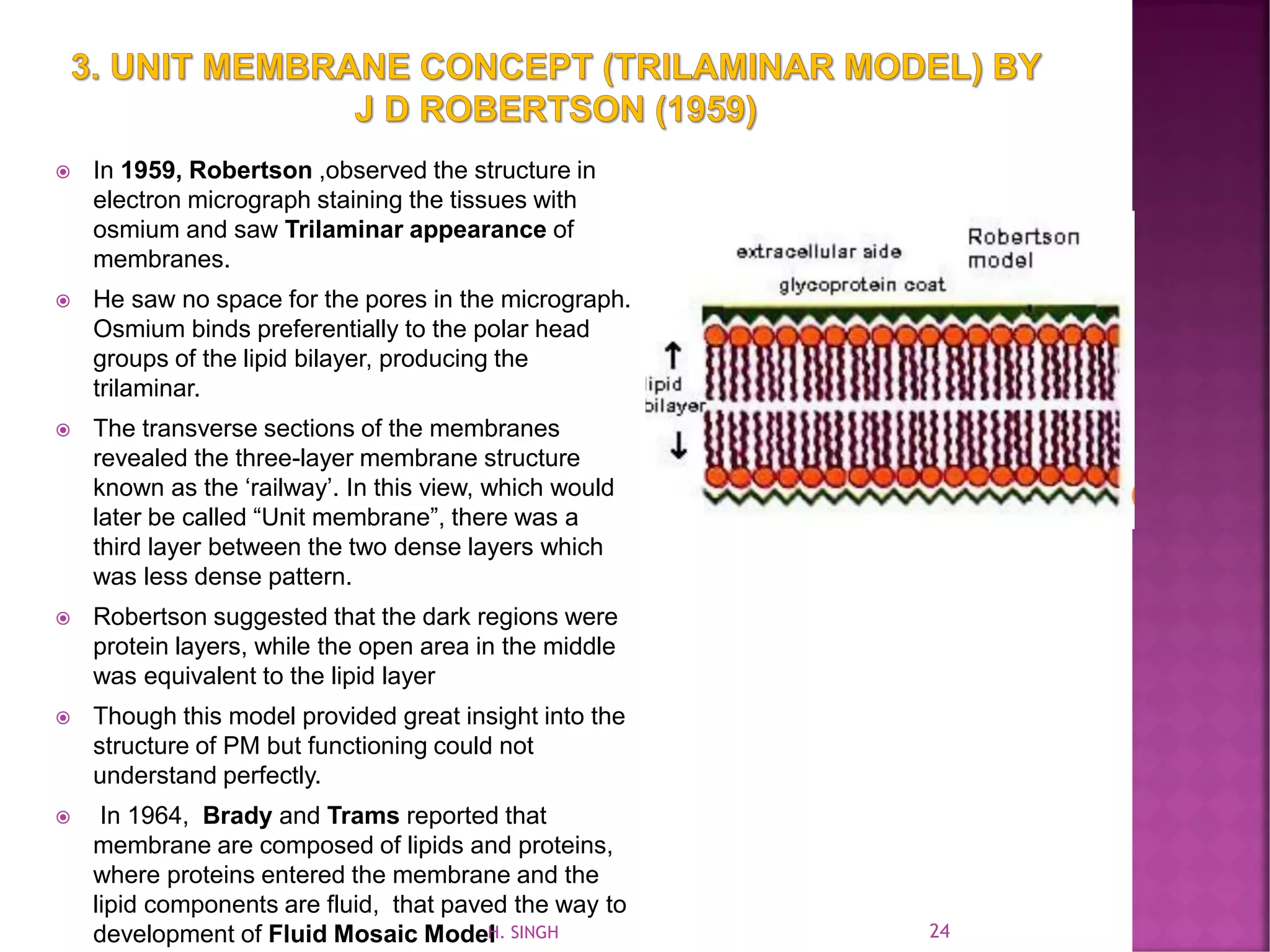 In 1959, Robertson ,observed the structure in
electron micrograph staining the tissues with
osmium and saw Trilaminar appearance of
membranes.
 He saw no space for the pores in the micrograph.
Osmium binds preferentially to the polar head
groups of the lipid bilayer, producing the
trilaminar.
 The transverse sections of the membranes
revealed the three-layer membrane structure
known as the ‘railway’. In this view, which would
later be called “Unit membrane”, there was a
third layer between the two dense layers which
was less dense pattern.
 Robertson suggested that the dark regions were
protein layers, while the open area in the middle
was equivalent to the lipid layer
 Though this model provided great insight into the
structure of PM but functioning could not
understand perfectly.
 In 1964, Brady and Trams reported that
membrane are composed of lipids and proteins,
where proteins entered the membrane and the
lipid components are fluid, that paved the way to
development of Fluid Mosaic Model 24H. SINGH
 