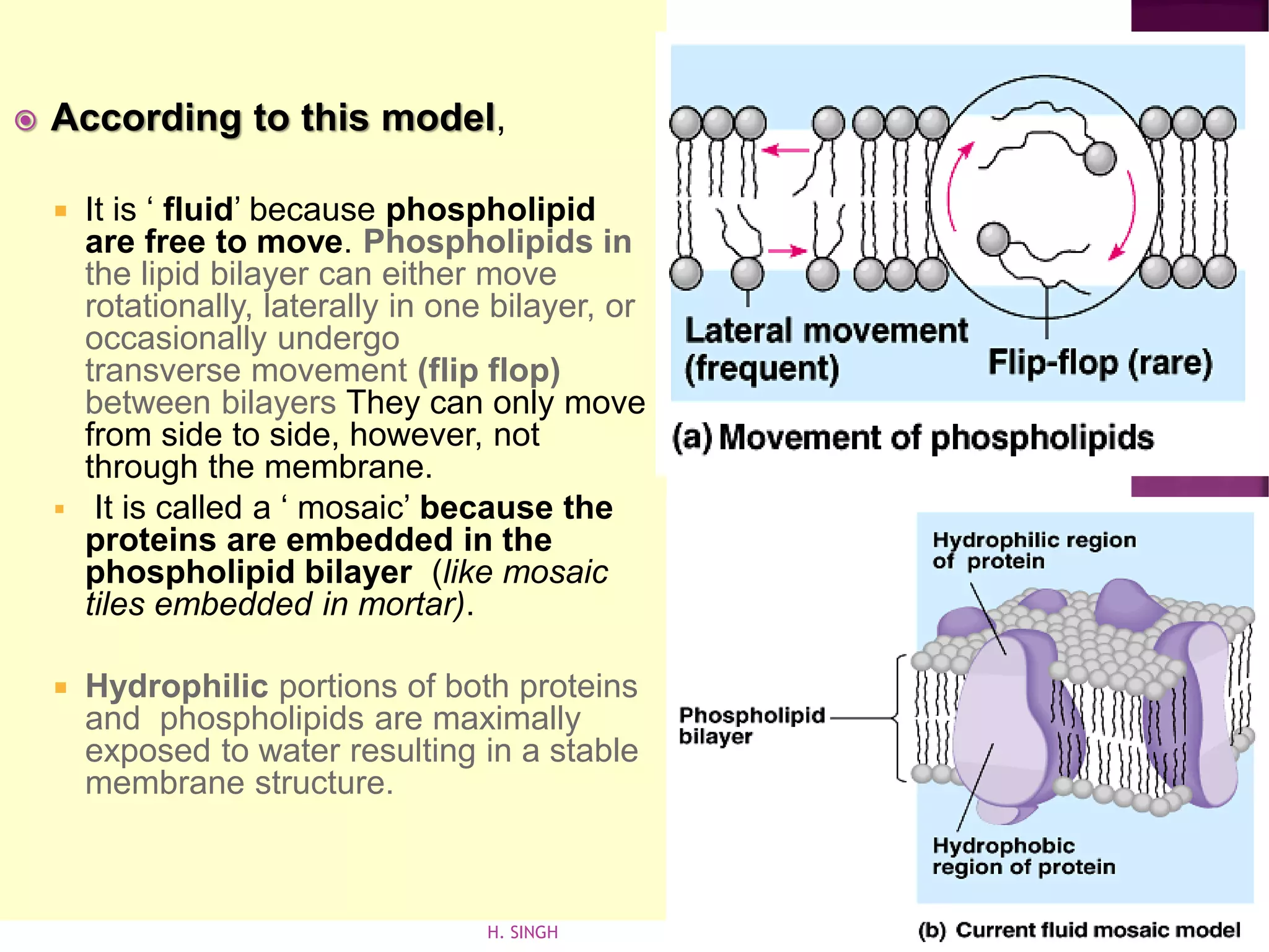  According to this model,
 It is ‘ fluid’ because phospholipid
are free to move. Phospholipids in
the lipid bilayer can either move
rotationally, laterally in one bilayer, or
occasionally undergo
transverse movement (flip flop)
between bilayers They can only move
from side to side, however, not
through the membrane.
▪ It is called a ‘ mosaic’ because the
proteins are embedded in the
phospholipid bilayer (like mosaic
tiles embedded in mortar).
 Hydrophilic portions of both proteins
and phospholipids are maximally
exposed to water resulting in a stable
membrane structure.
H. SINGH
 