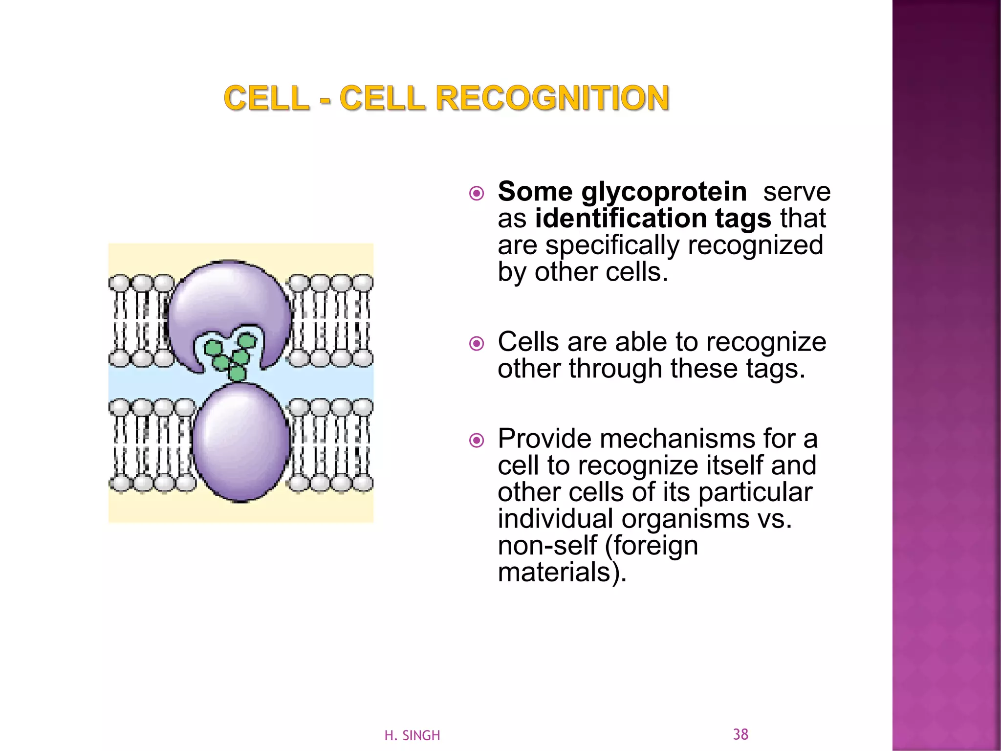  Some glycoprotein serve
as identification tags that
are specifically recognized
by other cells.
 Cells are able to recognize
other through these tags.
 Provide mechanisms for a
cell to recognize itself and
other cells of its particular
individual organisms vs.
non-self (foreign
materials).
38H. SINGH
 