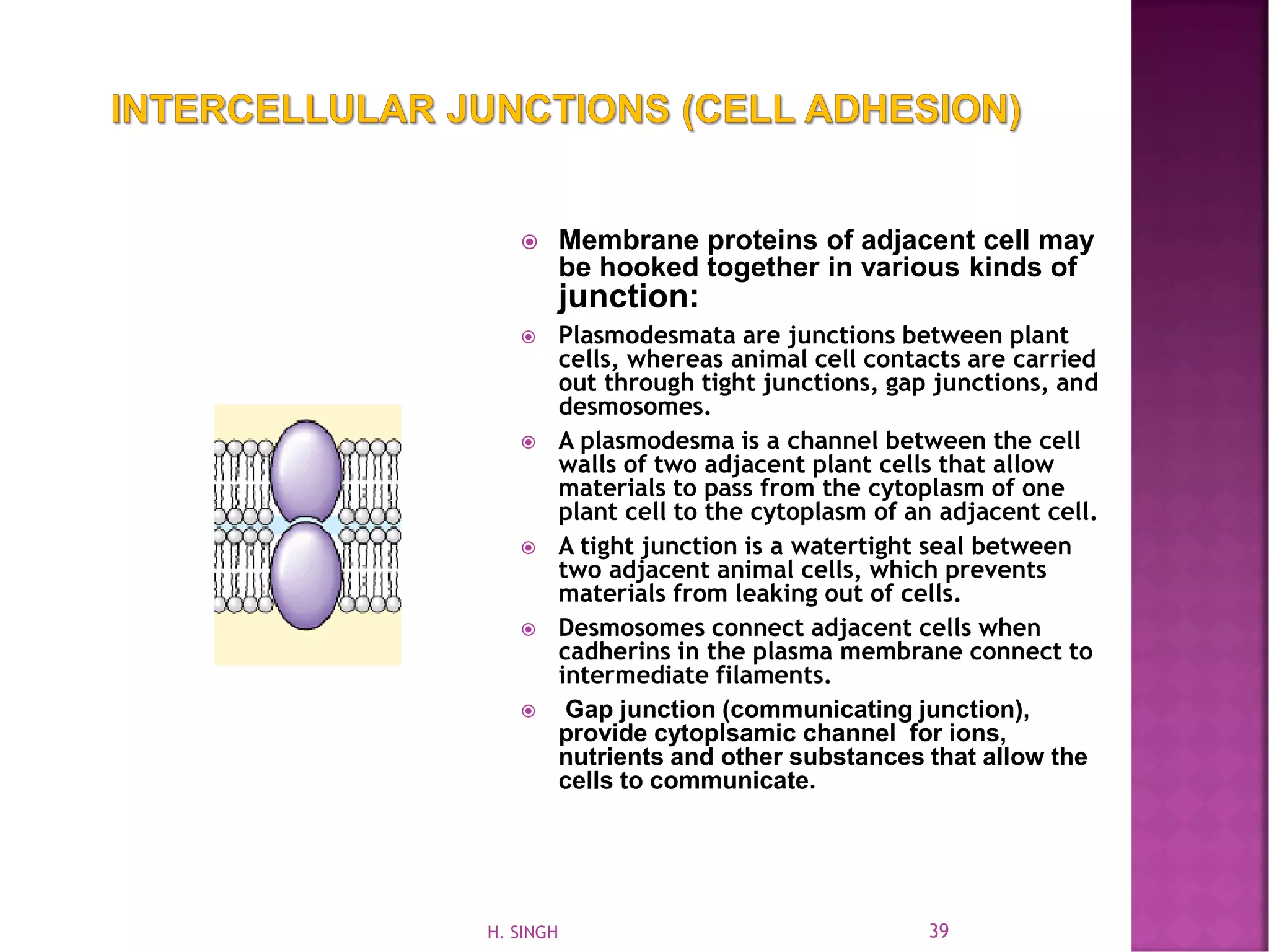  Membrane proteins of adjacent cell may
be hooked together in various kinds of
junction:
 Plasmodesmata are junctions between plant
cells, whereas animal cell contacts are carried
out through tight junctions, gap junctions, and
desmosomes.
 A plasmodesma is a channel between the cell
walls of two adjacent plant cells that allow
materials to pass from the cytoplasm of one
plant cell to the cytoplasm of an adjacent cell.
 A tight junction is a watertight seal between
two adjacent animal cells, which prevents
materials from leaking out of cells.
 Desmosomes connect adjacent cells when
cadherins in the plasma membrane connect to
intermediate filaments.
 Gap junction (communicating junction),
provide cytoplsamic channel for ions,
nutrients and other substances that allow the
cells to communicate.
39H. SINGH
 