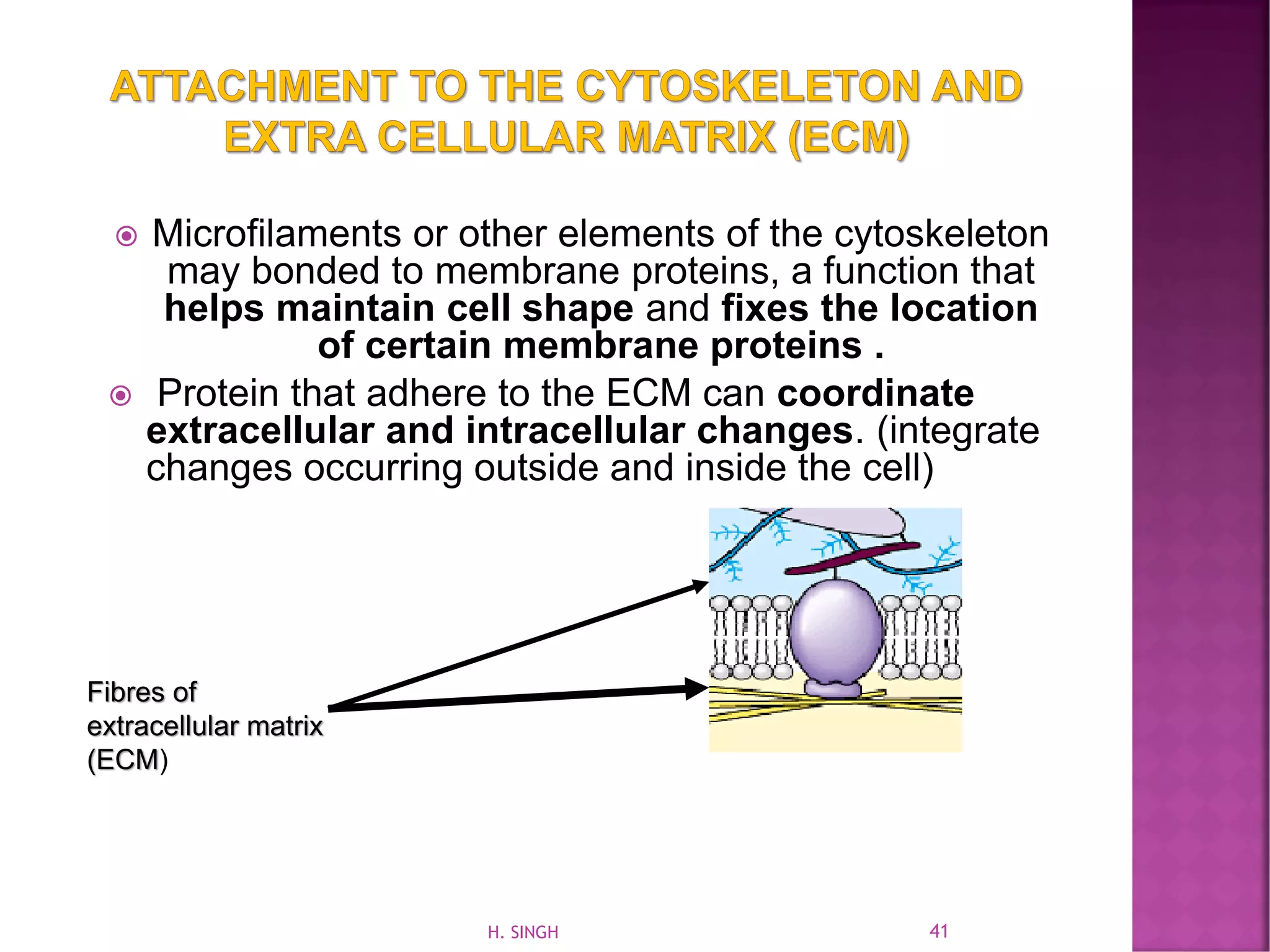  Microfilaments or other elements of the cytoskeleton
may bonded to membrane proteins, a function that
helps maintain cell shape and fixes the location
of certain membrane proteins .
 Protein that adhere to the ECM can coordinate
extracellular and intracellular changes. (integrate
changes occurring outside and inside the cell)
Fibres of
extracellular matrix
(ECM)
41H. SINGH
 