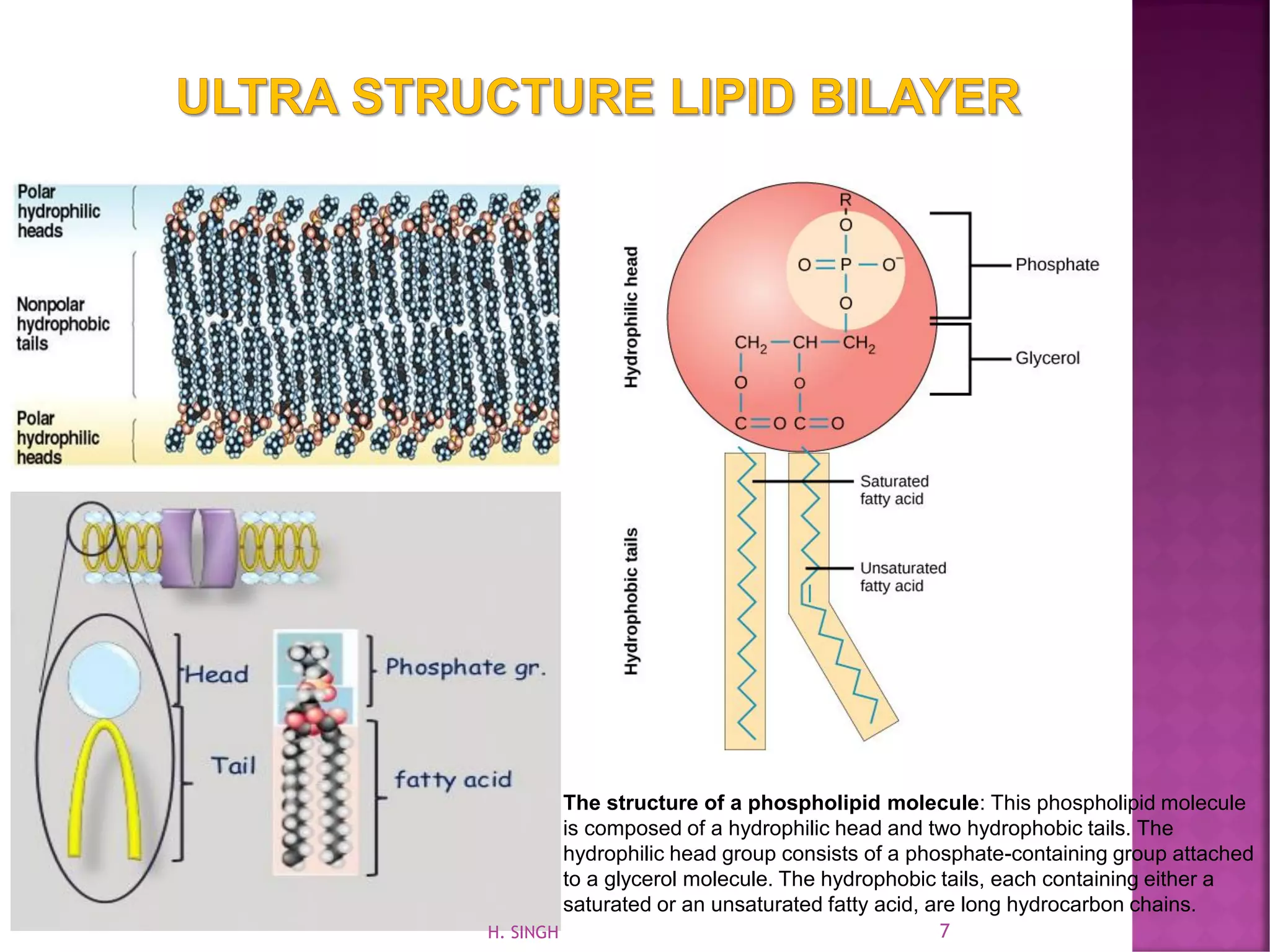 The structure of a phospholipid molecule: This phospholipid molecule
is composed of a hydrophilic head and two hydrophobic tails. The
hydrophilic head group consists of a phosphate-containing group attached
to a glycerol molecule. The hydrophobic tails, each containing either a
saturated or an unsaturated fatty acid, are long hydrocarbon chains.
7H. SINGH
 