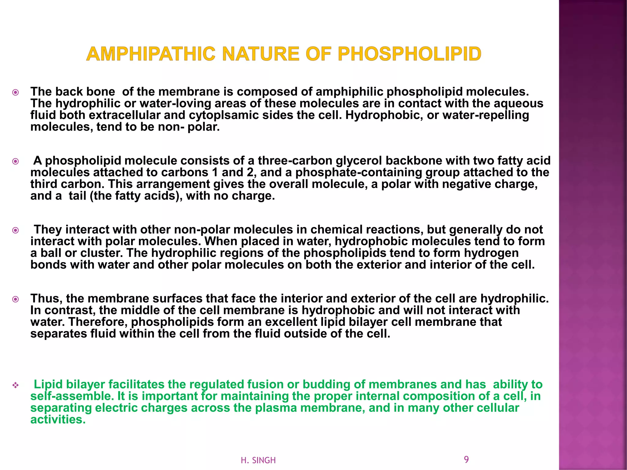  The back bone of the membrane is composed of amphiphilic phospholipid molecules.
The hydrophilic or water-loving areas of these molecules are in contact with the aqueous
fluid both extracellular and cytoplsamic sides the cell. Hydrophobic, or water-repelling
molecules, tend to be non- polar.
 A phospholipid molecule consists of a three-carbon glycerol backbone with two fatty acid
molecules attached to carbons 1 and 2, and a phosphate-containing group attached to the
third carbon. This arrangement gives the overall molecule, a polar with negative charge,
and a tail (the fatty acids), with no charge.
 They interact with other non-polar molecules in chemical reactions, but generally do not
interact with polar molecules. When placed in water, hydrophobic molecules tend to form
a ball or cluster. The hydrophilic regions of the phospholipids tend to form hydrogen
bonds with water and other polar molecules on both the exterior and interior of the cell.
 Thus, the membrane surfaces that face the interior and exterior of the cell are hydrophilic.
In contrast, the middle of the cell membrane is hydrophobic and will not interact with
water. Therefore, phospholipids form an excellent lipid bilayer cell membrane that
separates fluid within the cell from the fluid outside of the cell.
❖ Lipid bilayer facilitates the regulated fusion or budding of membranes and has ability to
self-assemble. It is important for maintaining the proper internal composition of a cell, in
separating electric charges across the plasma membrane, and in many other cellular
activities.
9H. SINGH
 