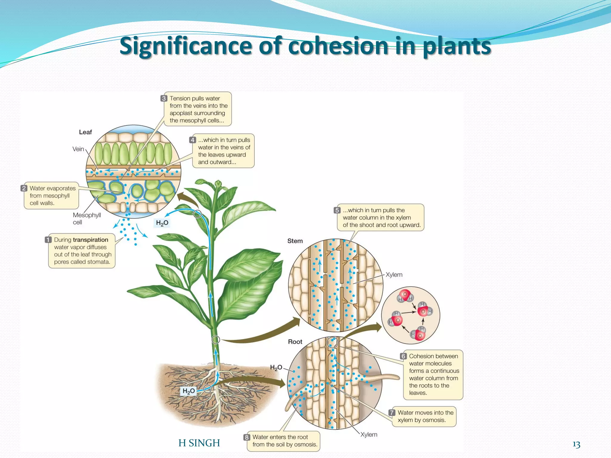 Significance of cohesion in plants
13H SINGH
 