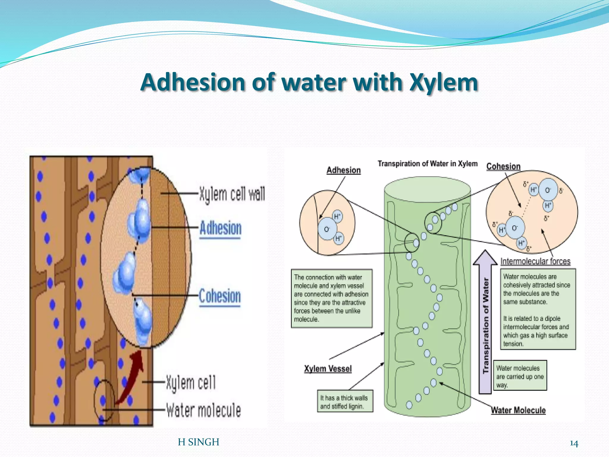 Adhesion of water with Xylem
14H SINGH
 