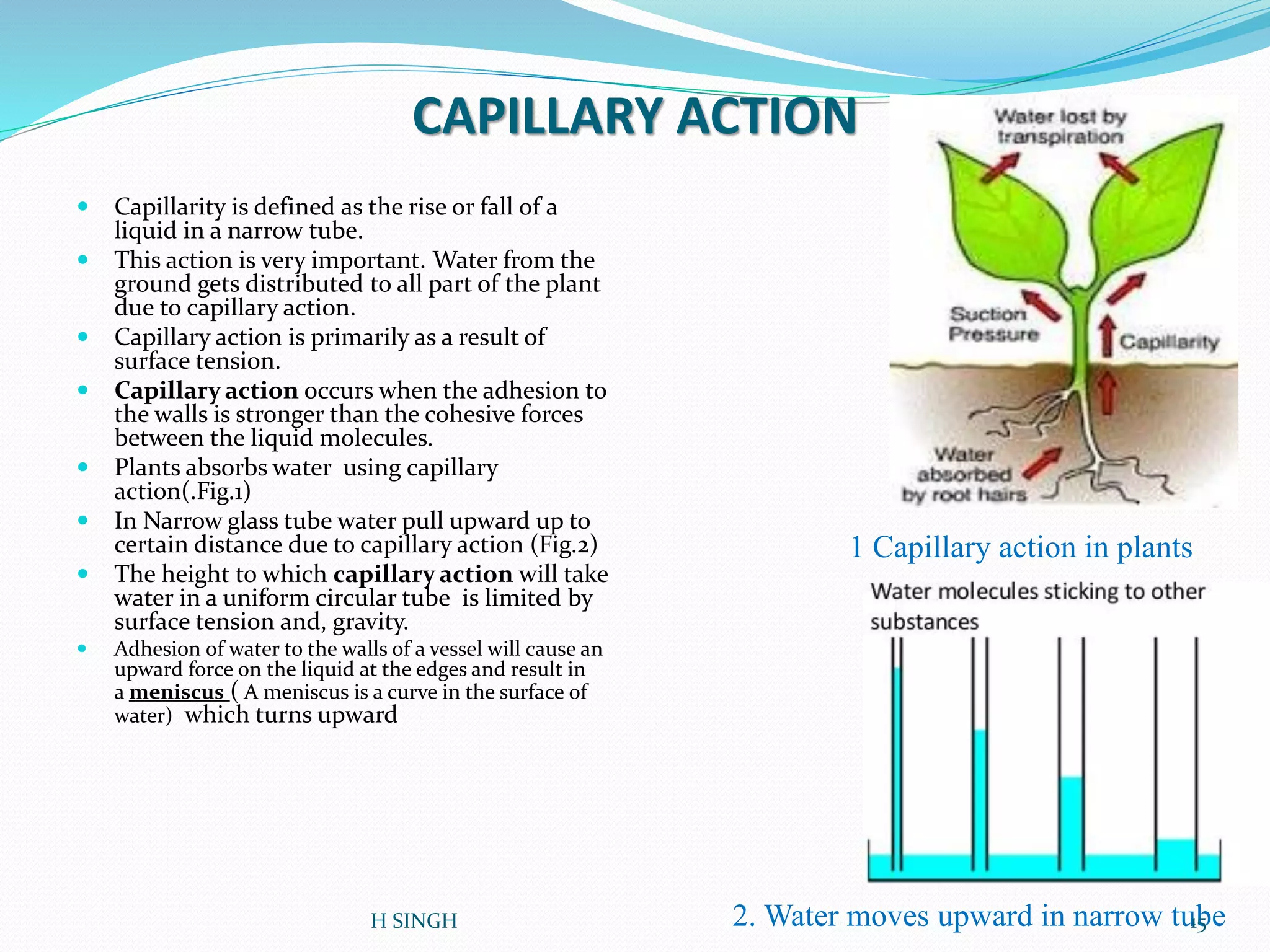 CAPILLARY ACTION
 Capillarity is defined as the rise or fall of a
liquid in a narrow tube.
 This action is very important. Water from the
ground gets distributed to all part of the plant
due to capillary action.
 Capillary action is primarily as a result of
surface tension.
 Capillary action occurs when the adhesion to
the walls is stronger than the cohesive forces
between the liquid molecules.
 Plants absorbs water using capillary
action(.Fig.1)
 In Narrow glass tube water pull upward up to
certain distance due to capillary action (Fig.2)
 The height to which capillary action will take
water in a uniform circular tube is limited by
surface tension and, gravity.
 Adhesion of water to the walls of a vessel will cause an
upward force on the liquid at the edges and result in
a meniscus ( A meniscus is a curve in the surface of
water) which turns upward
1 Capillary action in plants
2. Water moves upward in narrow tube15H SINGH
 