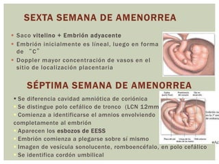  Saco vitelino + Embrión adyacente
 Embrión inicialmente es líneal, luego en forma
de “C”
 Doppler mayor concentración de vasos en el
sitio de localización placentaria
 Se diferencia cavidad amniótica de coriónica
 Se distingue polo cefálico de tronco (LCN 12mm)
 Comienza a identificarse el amnios envolviendo
completamente al embrión
 Aparecen los esbozos de EESS
 Embrión comienza a plegarse sobre sí mismo
 Imagen de vesícula sonolucente, romboencéfalo, en polo cefálico
 Se identifica cordón umbilical
 