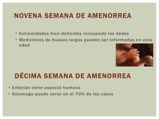  Extremidades bien definidas incluyendo los dedos
 Mediciones de huesos largos pueden ser informadas en esta
edad
 Embrión tiene aspecto humano
 Estomago puede verse en el 70% de los casos
 