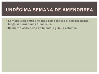  Se visualizan ambos riñones como masas hiperecogénicas,
luego se tornan más hipoecoico
 Comienza osificación de la calota y de la columna
 