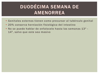  Genitales externos tienen como precursor al tubérculo genital
 20% conserva herniación fisiológica del intestino
 No se puede hablar de onfalocele hasta las semanas 13º -
14º, salvo que este sea masivo
 