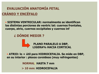 EVALUACIÓN ANATOMÍA FETAL
CRÁNEO Y ENCÉFALO
• SISTEMA VENTRICULAR: normalmente se identifican
las distintas porciones de ventric lat: cuernos frontales,
cuerpo, atrio, cuernos occipitales y cuernos inf
¿ DÓNDE MEDIR ?
PLANO PARALELO A DBP,
LIGERA% HACIA CORTICAL
• ATRIO: lo + útil para HIDROCEFALIA. Se mide en DBP,
en su interior : plexos coroideos (muy refringentes)
NORMAL: HASTA 7 mm
> 10 mm: HIDROCEFALIA
 