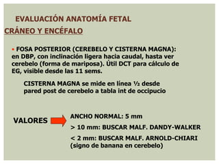 EVALUACIÓN ANATOMÍA FETAL
CRÁNEO Y ENCÉFALO
• FOSA POSTERIOR (CEREBELO Y CISTERNA MAGNA):
en DBP, con inclinación ligera hacia caudal, hasta ver
cerebelo (forma de mariposa). Útil DCT para cálculo de
EG, visible desde las 11 sems.
CISTERNA MAGNA se mide en línea ½ desde
pared post de cerebelo a tabla int de occipucio
VALORES
ANCHO NORMAL: 5 mm
> 10 mm: BUSCAR MALF. DANDY-WALKER
< 2 mm: BUSCAR MALF. ARNOLD-CHIARI
(signo de banana en cerebelo)
 