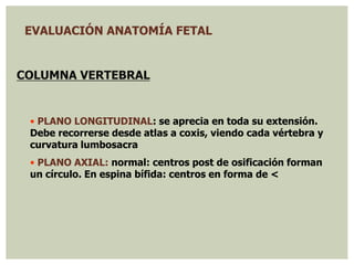 EVALUACIÓN ANATOMÍA FETAL
COLUMNA VERTEBRAL
• PLANO LONGITUDINAL: se aprecia en toda su extensión.
Debe recorrerse desde atlas a coxis, viendo cada vértebra y
curvatura lumbosacra
• PLANO AXIAL: normal: centros post de osificación forman
un círculo. En espina bífida: centros en forma de <
 