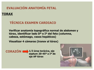 EVALUACIÓN ANATOMÍA FETAL
TORAX
TÉCNICA EXAMEN CARDIACO
Verificar anatomía topográfica normal de abdomen y
tórax, identificar lado Dº e Iº del feto (columna,
cabeza, estómago, vasos hepáticos)
Visualizar 4 cámaras (transv al tórax)
CORAZÓN 1/3 área torácica, eje
septum 20-45º a Iº de
eje AP tórax
 