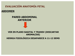 EVALUACIÓN ANATOMÍA FETAL
ABDOMEN
VER EN PLANO SAGITAL Y TRANSV (DESCARTAR
ANOMALÍAS)
HERNIA FISIOLÓGICA DESAPARECE A 11-12 SEMS
PARED ABDOMINAL
ANTERIOR
 