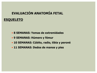 EVALUACIÓN ANATOMÍA FETAL
ESQUELETO
• 8 SEMANAS: Yemas de extremidades
• 9 SEMANAS: Húmero y fémur
• 10 SEMANAS: Cúbito, radio, tibia y peroné
• 11 SEMANAS: Dedos de manos y pies
 