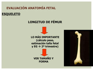 EVALUACIÓN ANATOMÍA FETAL
ESQUELETO
LONGITUD DE FÉMUR
LO MÁS IMPORTANTE
(cálculo peso,
estimación talla fetal
y EG  2º trimestre)
VER TAMAÑO Y
FORMA
 